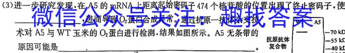 文博志鸿 2024年河北省初中毕业生升学文化课模拟考试(经典二)英语