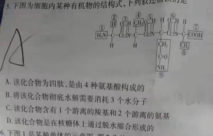 2023-2024学年云南省高一月考试卷(24-538A)生物