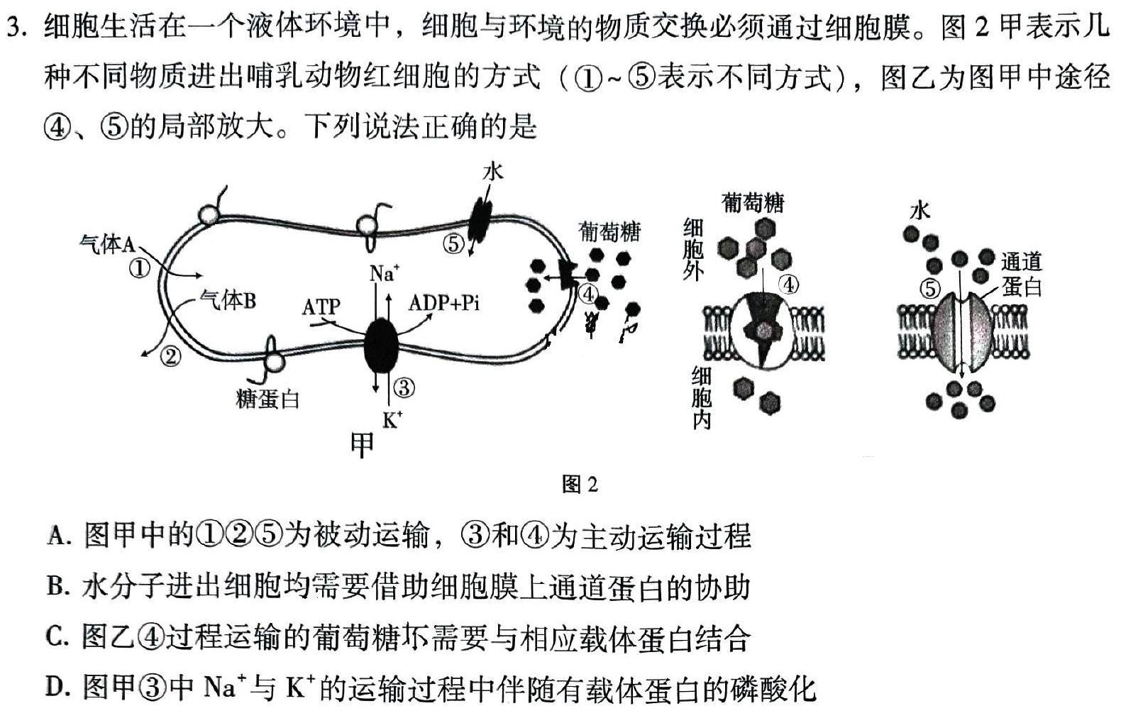 辽宁省建平县实验中学2024-2025上学期高二期中考试(25176B)生物