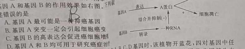 天一大联考·安徽省2024-2025学年度上学期高一9月联考生物