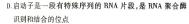 陕西省商州区2024年初中学业水平模拟考试(一)生物学试题答案