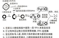 ［四川大联考］四川省2023-2024学年第二学期高二年级4月联考生物学部分