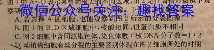 2025届普通高等学校招生全国统一考试青桐鸣10月大联考（高三）生物学试题答案