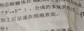 2024年广西壮族自治区普通高中学业水平选择性考试冲刺压轴卷(二)生物