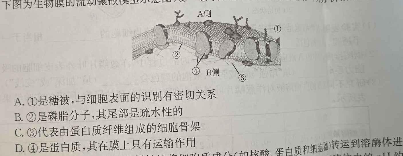 天一大联考 2024届高三年级第一次模拟考试生物学部分