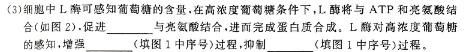 名校计划2024年河北省中考适应性模拟检测试卷(导向二)生物学试题答案